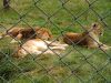 South_lakes_Wildlife_park_(15).JPG