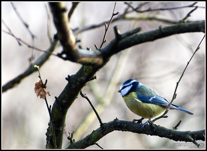 Blue Tit