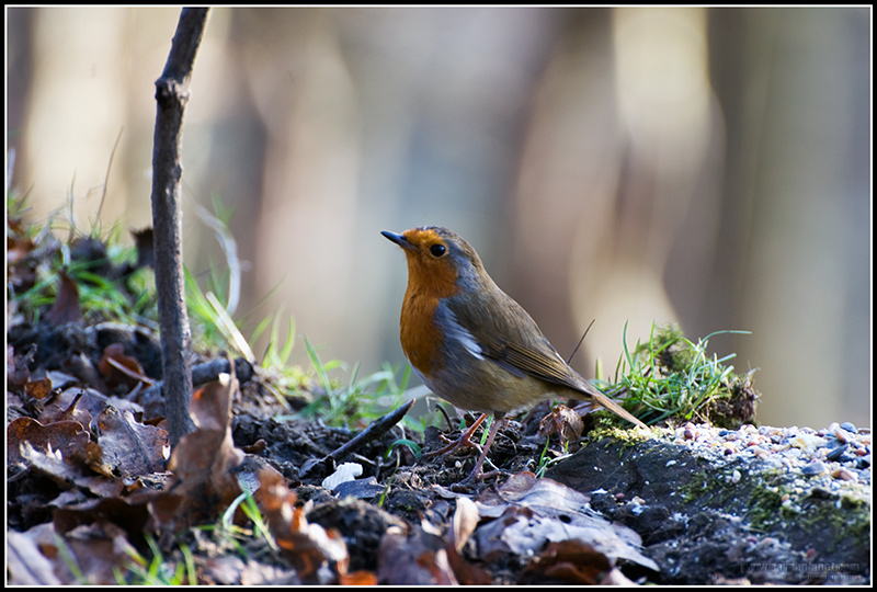 Robin2