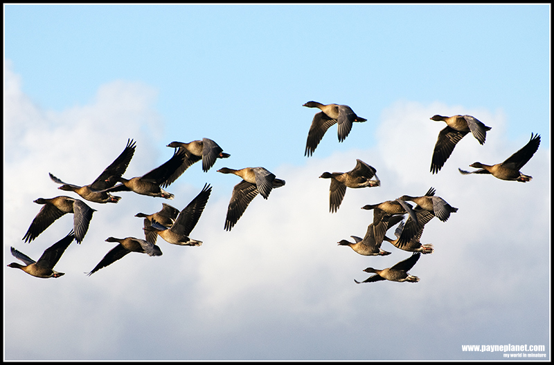 Geese