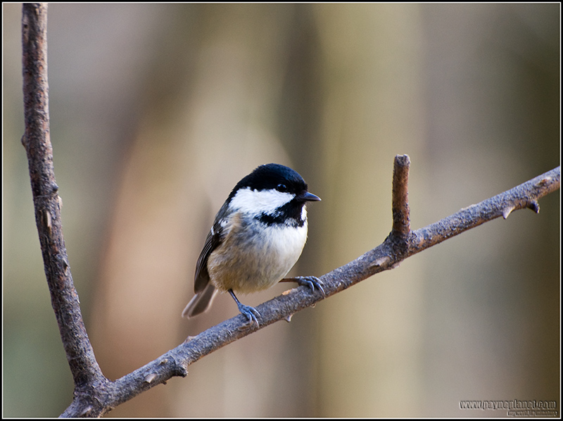 Coal Tit