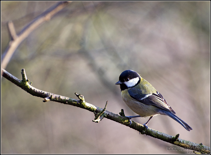 Great Tit