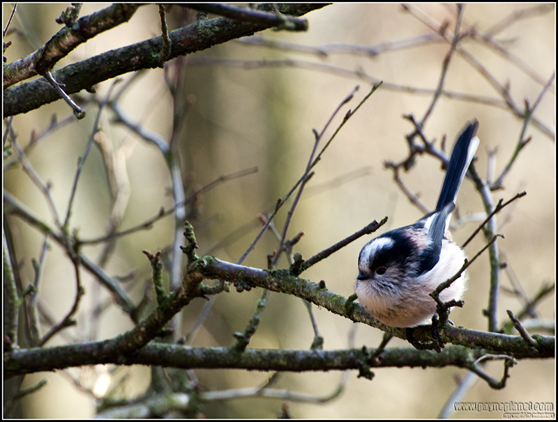 Long tailed Tit