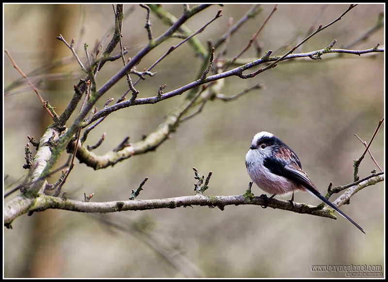 Long Tailed tit
