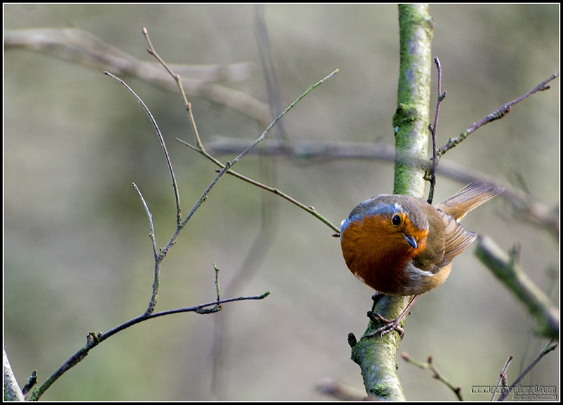 Robin
