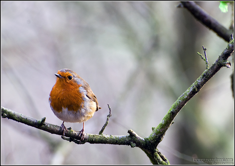 Robin 2