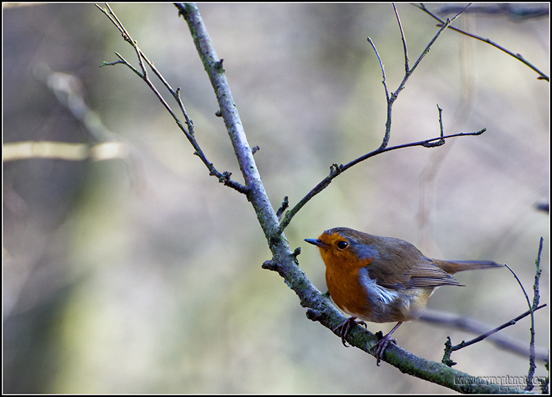 Robin