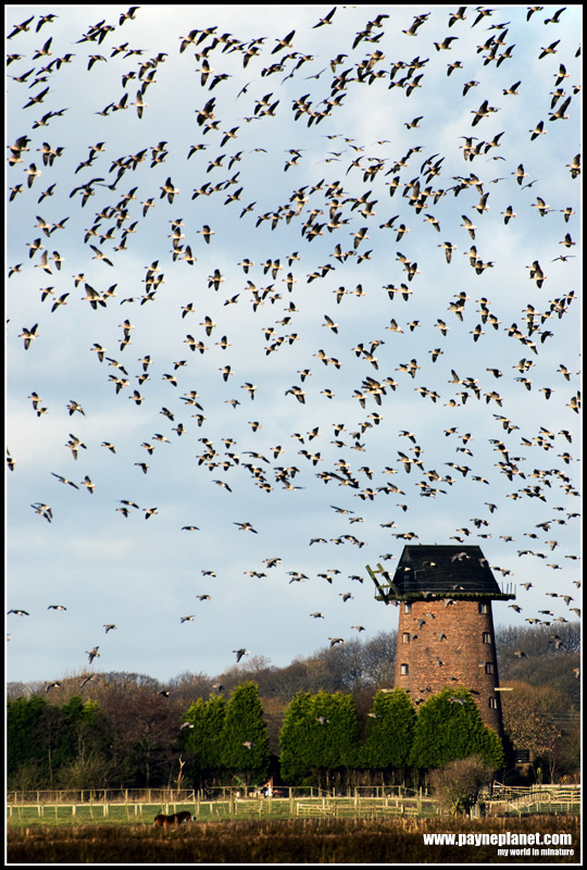 Lots of Geese!